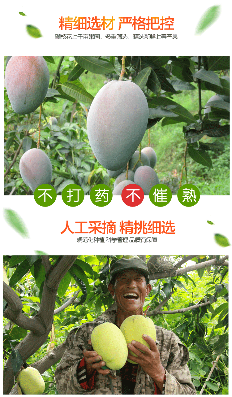 \"凯特芒果_06\"